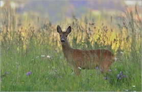 <p>SRNEC OBECNÝ (Capreolus capreolus) Šluknovsko - Jiříkov /European roe deer - Reh/</p>